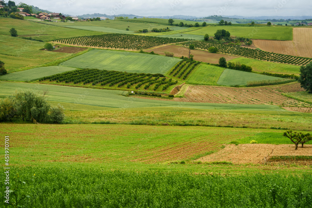 Vineyards of Monferrato near Cuccaro at springtime