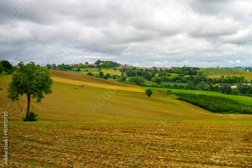 Fototapeta Naklejka Na Ścianę i Meble -  Vineyards of Monferrato near Calliano at springtime