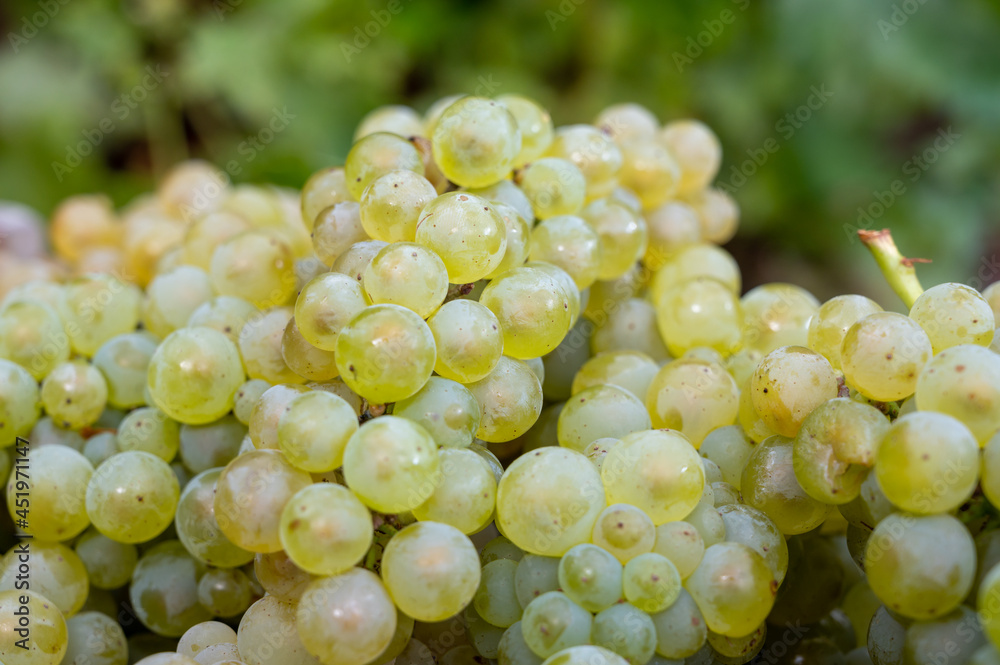 New harvest of white sweet chardonnay grapes on grand cru vineyards near Epernay, region Champagne, France New harvest of white sweet chardonnay grapes on grand cru vineyards near Epernay, region Champagne, France
