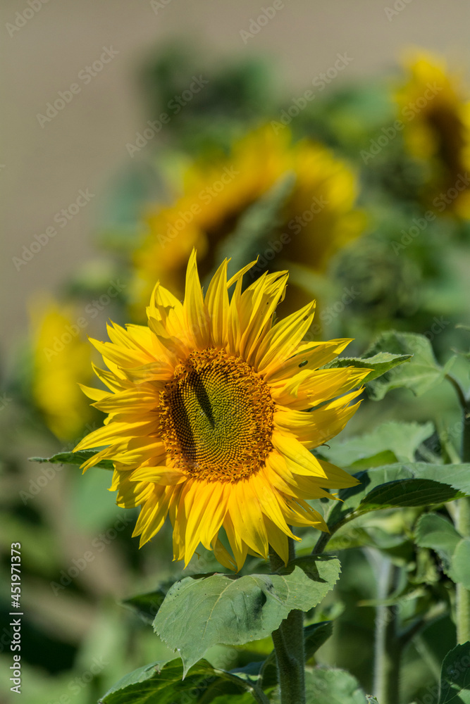 Sonnenblumen