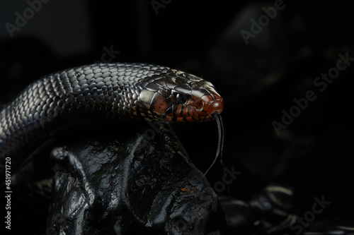 Drymarchon on the black background of cameos, fog. snake art  photo
