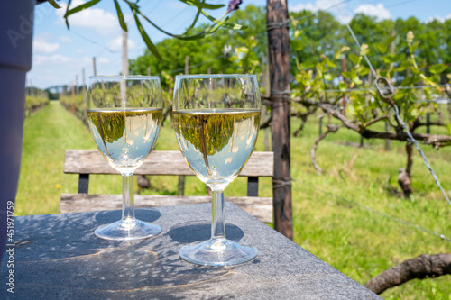 Tasting of Dutch white wine served outdoor on green meadow with vineyard, wine production in Netherlands