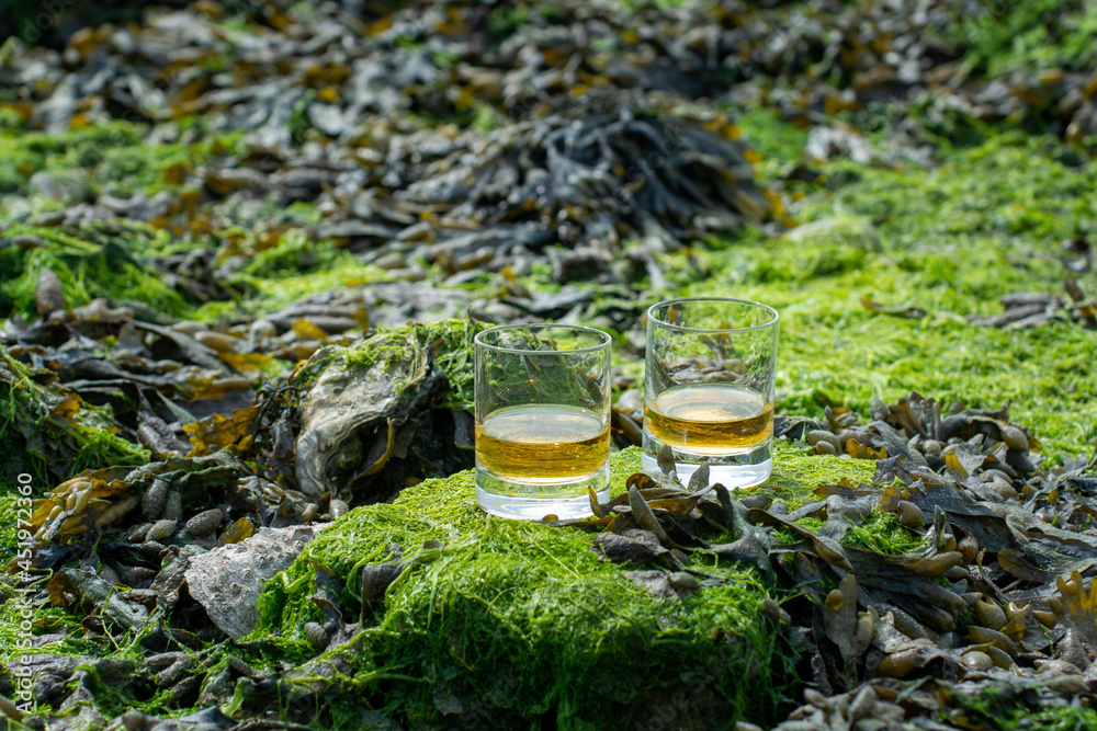 Obraz premium Tasting of single malt or blended Scotch whisky and seabed at low tide with algae, stones and oysters on background, private whisky tours in Scotland, UK