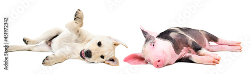 Fényképezés Funny Labrador puppy and piglet lying together isolated on white background