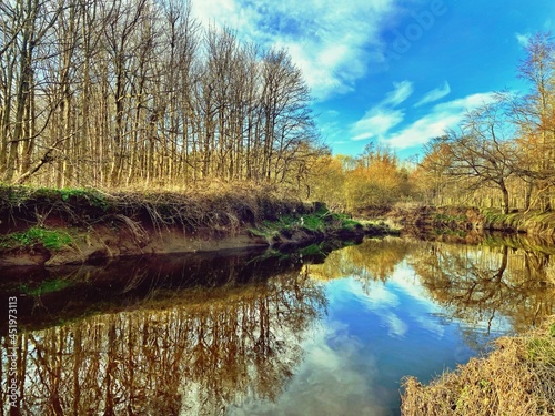 reflection of trees in the water