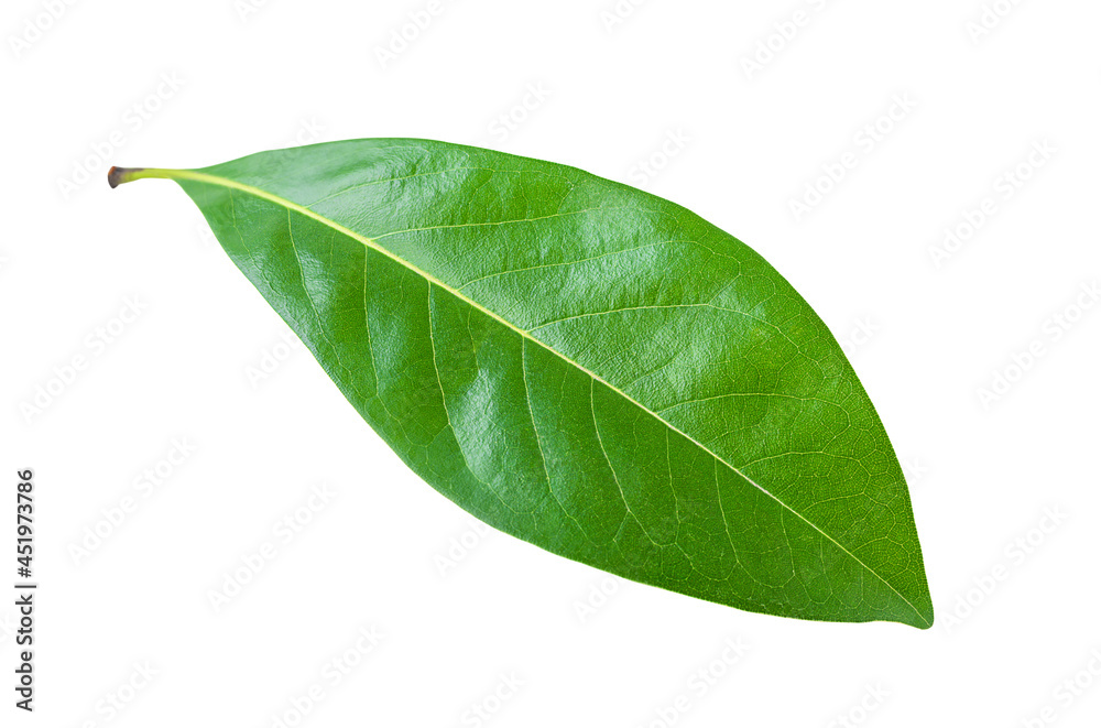 Obraz premium Green leaf isolated on white background