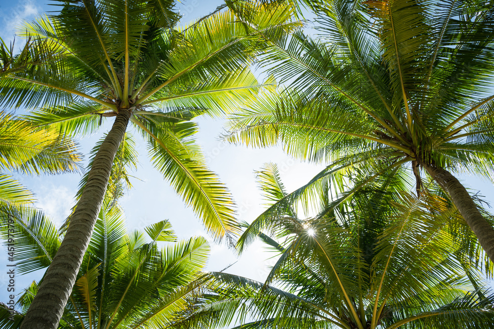 Obraz premium Beautiful Palm trees against blue sky.Amazing Coconut palm trees on beach background.Pattern trees on sunset silhouette.Copy space texture.
