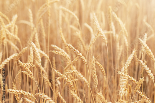 The natural backdrop of a field of ripe wheat