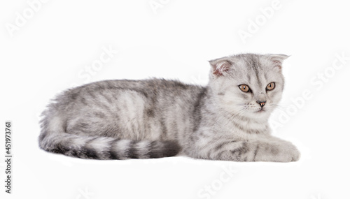 Gray kitten isolated on white surface