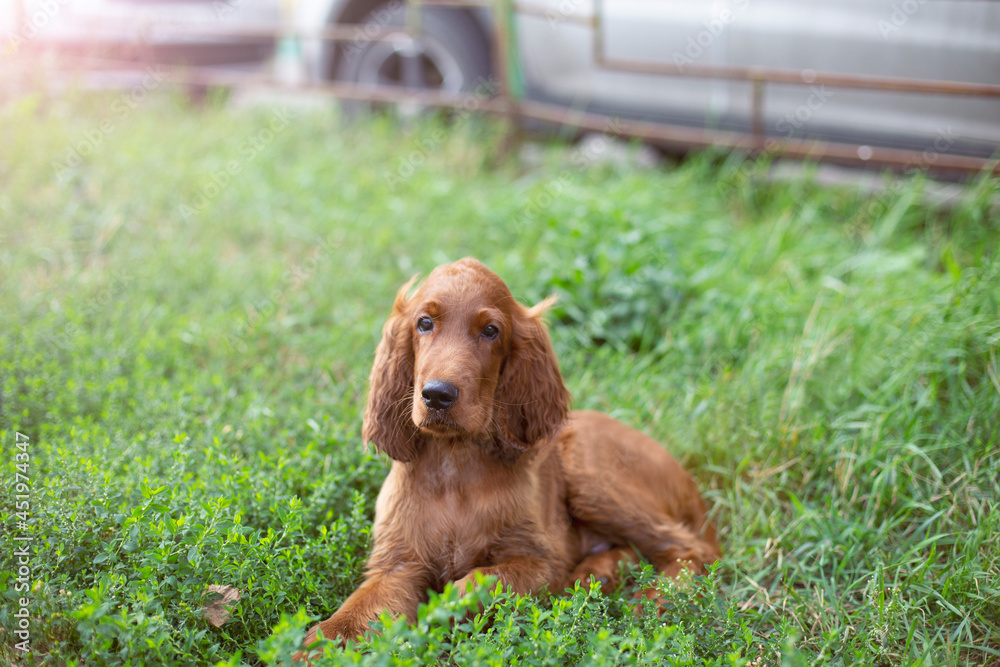 Young three month old Irish Setter puppy close-up in the grass on the street.