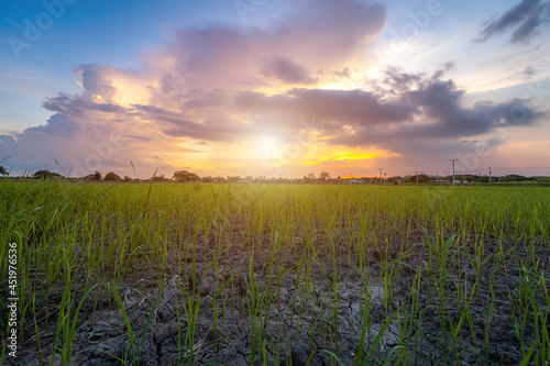 Burned grass rice stubble in a rice field after harvest and Brown Land with dry soil or cracked ground texture with Twilight blue bright and orange yellow dramatic sunset puffy fluffy clouds