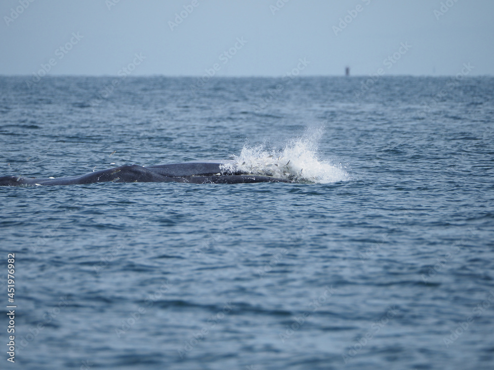 Huge Whale Bruda feed on a wide variety of fish in gulf of Thailand. Bryde's whale head up to eating small fish at Thailand tropical sea.