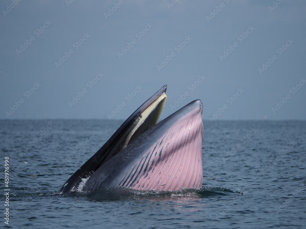 Naklejka premium Huge Whale Bruda feed on a wide variety of fish in gulf of Thailand. Bryde's whale head up to eating small fish at Thailand tropical sea.
