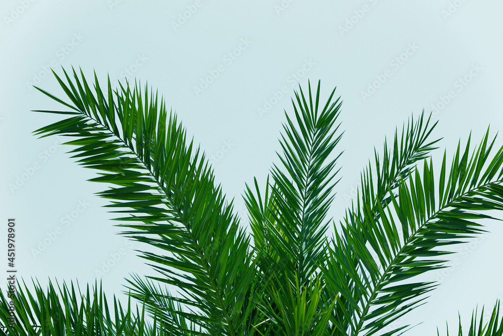 Green branches of a palm tree from below on a white background Green branches of a palm tree from below on a white background