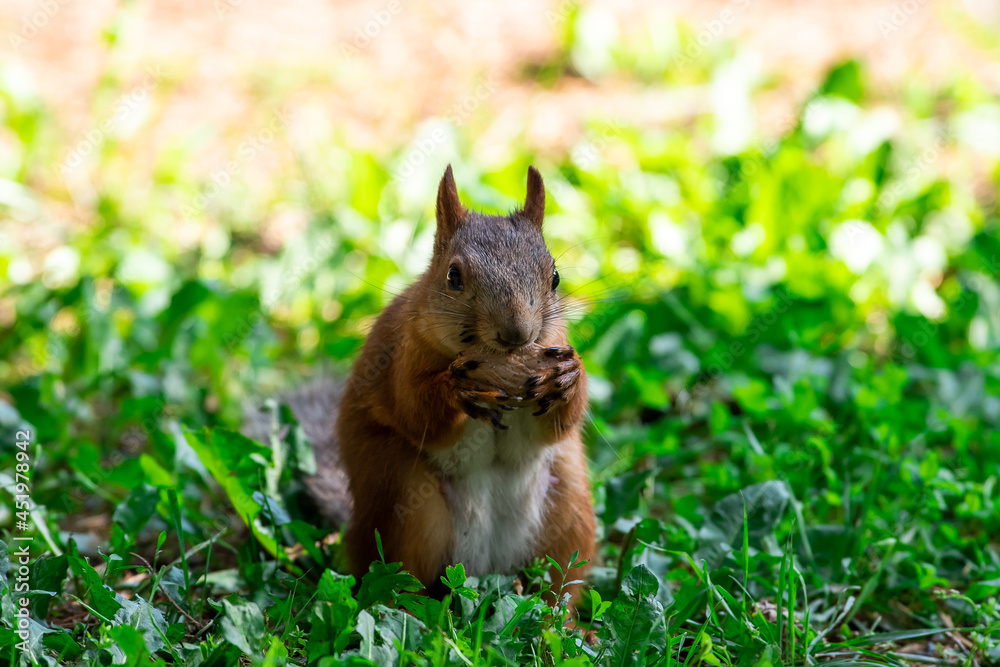 Red squirrel eat nuts on spring scene, Sciurus vulgaris Red squirrel eat nuts on spring scene, Sciurus vulgaris