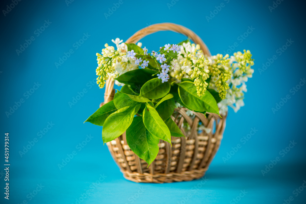 bouquet of branches of spring blooming white lilac