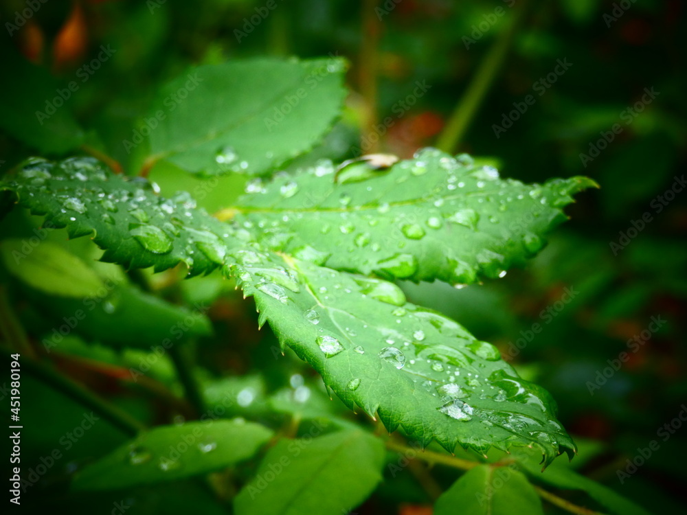 Après la pluie Après la pluie