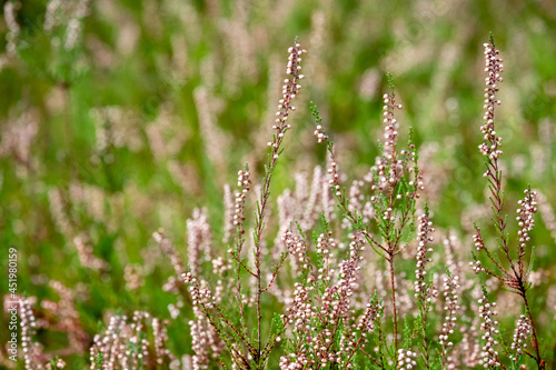 Blooming heather in the forest, gentle photo, bokeh effect. High quality photo