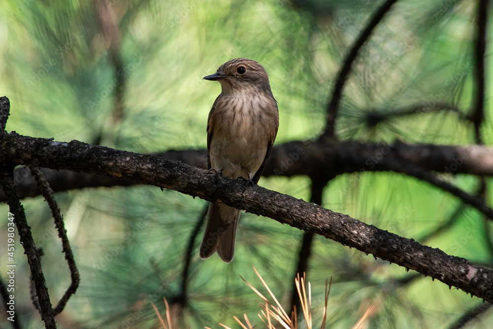 Muscicapa striata sit on tree
Spotted flycatcher sit on branch Volgograd region, Russia.
Muscicapa striata sit on tree
Spotted flycatcher sit on branch Volgograd region, Russia.