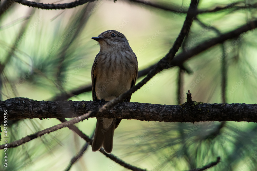 Muscicapa striata sit on tree
Spotted flycatcher sit on branch Volgograd region, Russia.
Muscicapa striata sit on tree
Spotted flycatcher sit on branch Volgograd region, Russia.