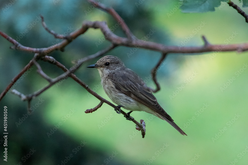 Muscicapa striata sit on tree
Spotted flycatcher sit on branch Volgograd region, Russia.
Muscicapa striata sit on tree
Spotted flycatcher sit on branch Volgograd region, Russia.