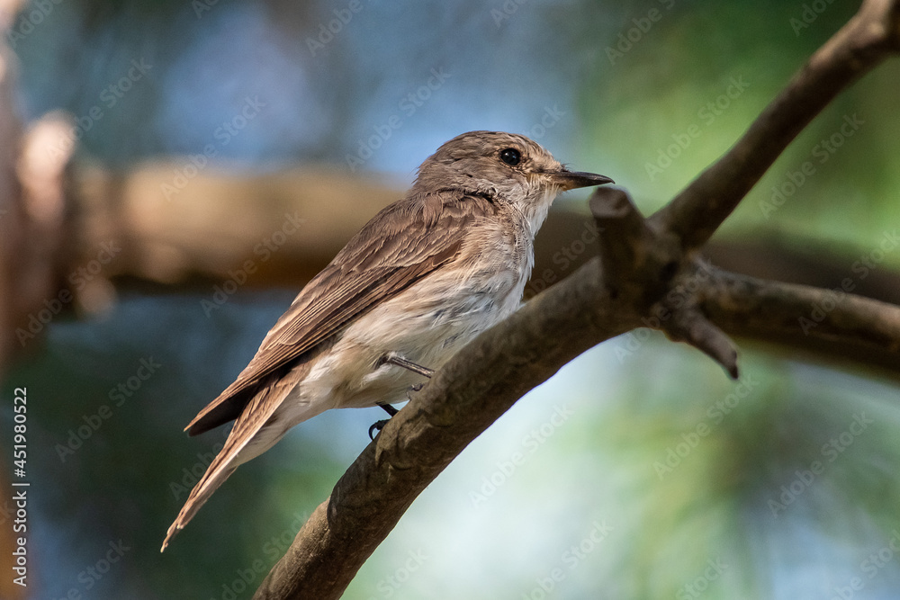 Muscicapa striata sit on tree
Spotted flycatcher sit on branch Volgograd region, Russia.
Muscicapa striata sit on tree
Spotted flycatcher sit on branch Volgograd region, Russia.