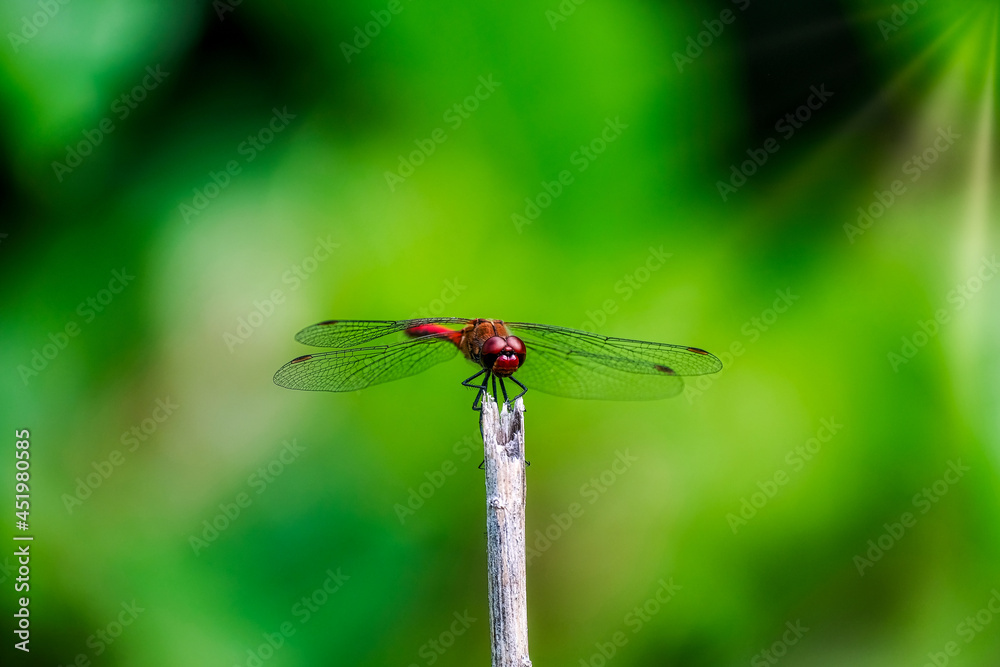 Red dragonfly on a stick against green background Red dragonfly on a stick against green background