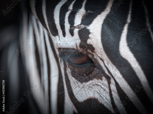 Zebra eye detail texture