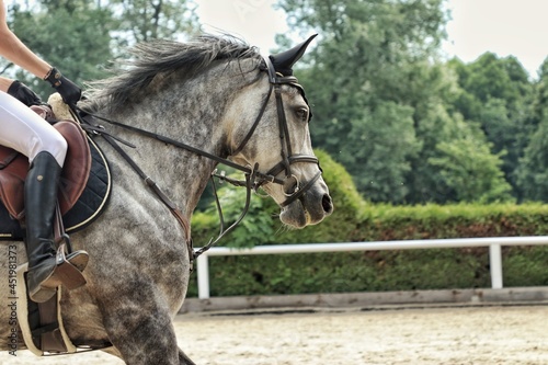 Horses in the arena, on a competition © Sophia