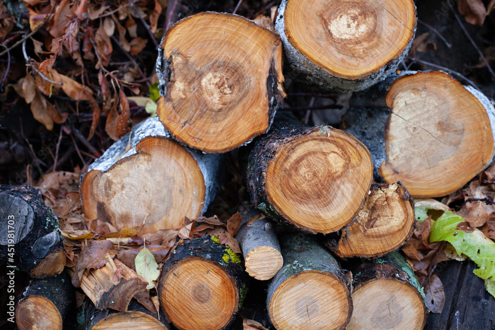 Felled trees and branches in forest. Sawn tree trunks lie on top of each other, background of wet autumn timbers or logs. Felled trees and branches in forest. Sawn tree trunks lie on top of each other, background of wet autumn timbers or logs.