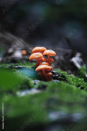 Bright orange fungus growing on a fallen tree 