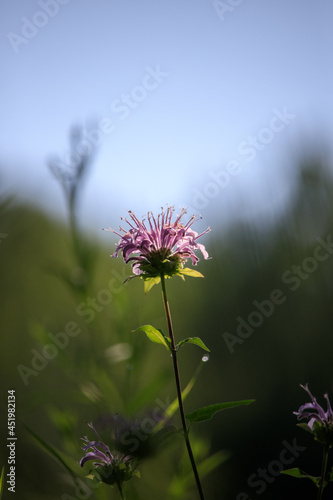 isolated plant blooming in the morning of summer