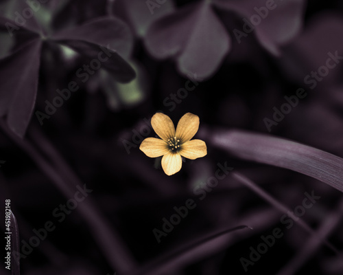 Dark background with a yellow flower blooming