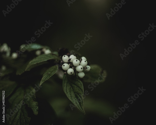 white berries with a dark moody background
