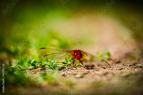 Red Dragonfly on the ground  photo