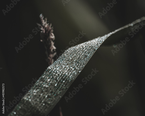 Dark and saturated grass with water droplets