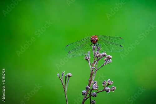 Red dragonfly on plant against green blurry background © pixxelmixx
