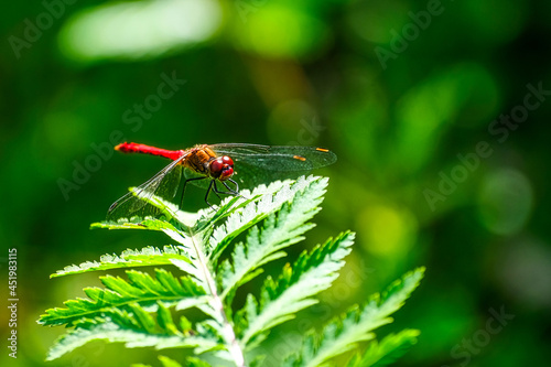Red dragonfly on farn against dark green background photo