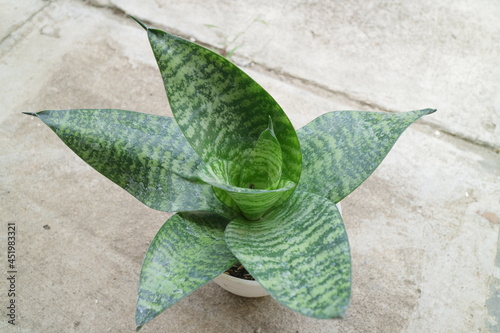 Beautiful and unique house plant called sansevieria hahnii green photo