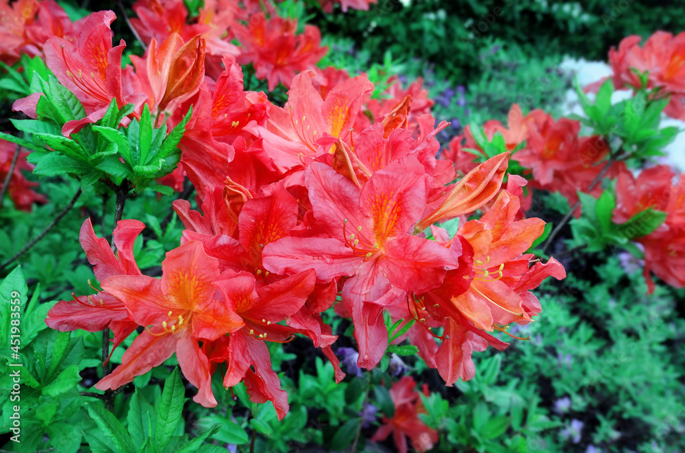 Spring blooming rhododendron flowers in Moscow Spring blooming rhododendron flowers in Moscow