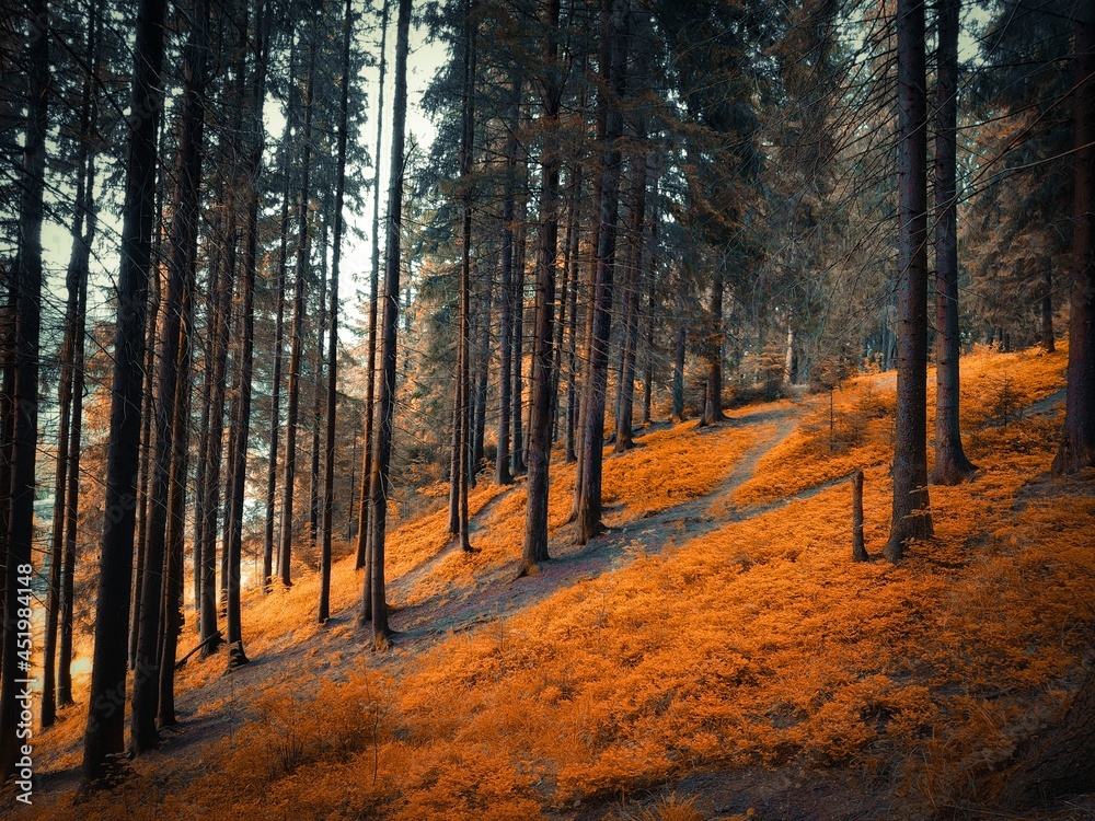 Obraz premium Atmospheric autumn forest in Europe. Yellow and orange leaves on the trees in the morning forest. Beautiful background.