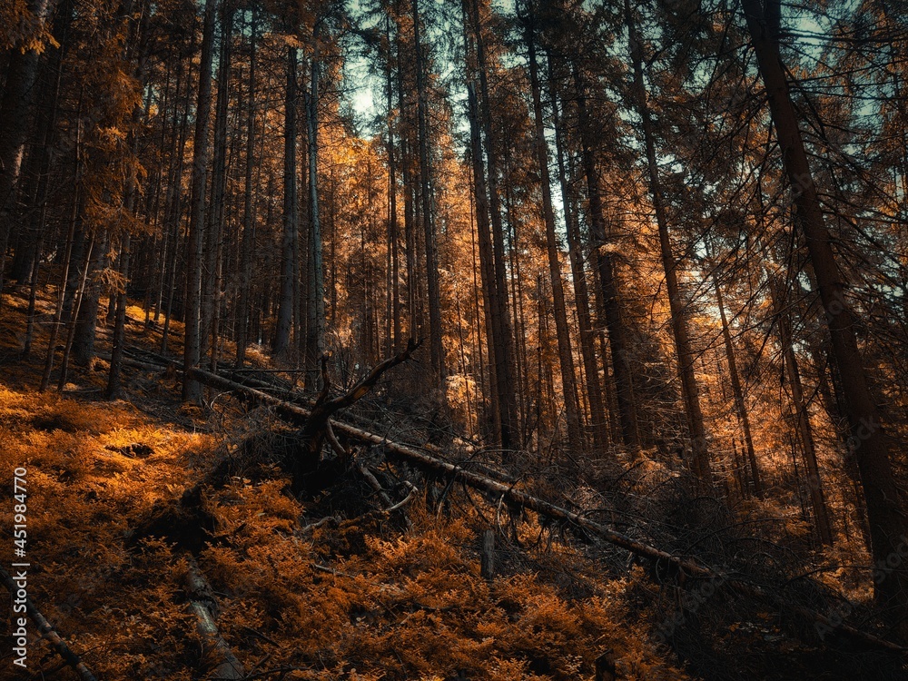 Obraz premium Autumn forest in the morning, a magical place, yellow and orange leaves on the trees. Autumn colors in the park.