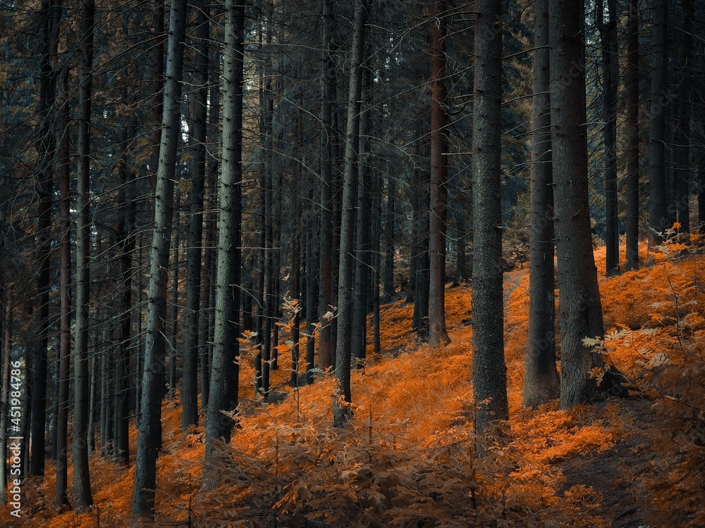 Autumn forest in the morning, a magical place, yellow and orange leaves on the trees. Autumn colors in the park. Autumn forest in the morning, a magical place, yellow and orange leaves on the trees. Autumn colors in the park.