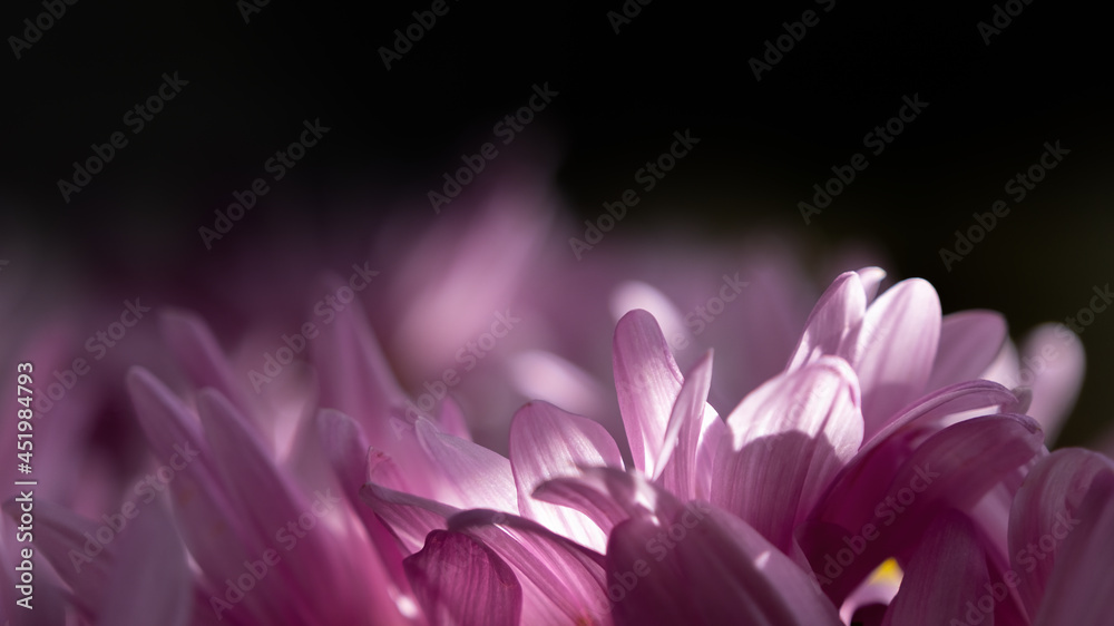 Dreamy sunlight shining through pink flower petals in abstract close up view