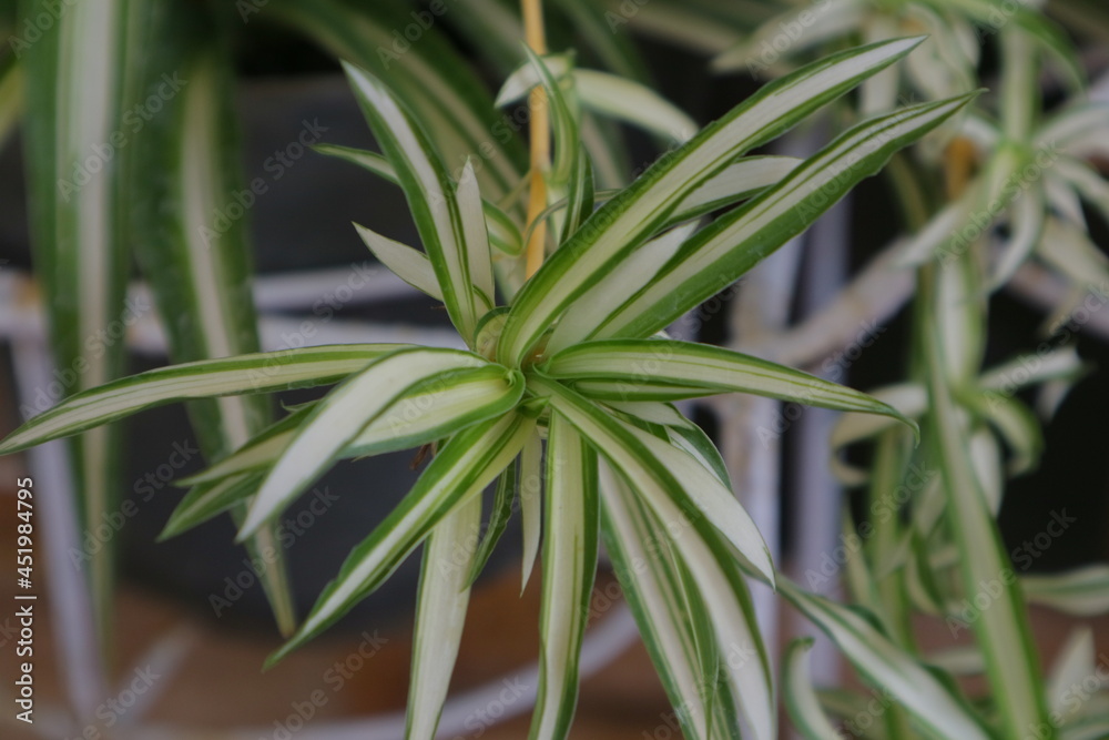 Plant with long, pointed leaves called Dracaena Marginata Plant with long, pointed leaves called Dracaena Marginata