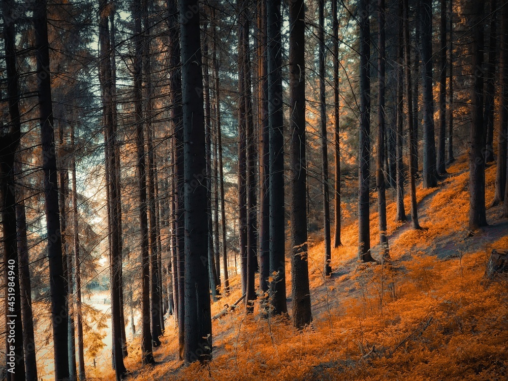 Obraz premium Autumn forest in the morning, a magical place, yellow and orange leaves on the trees. Autumn colors in the park.