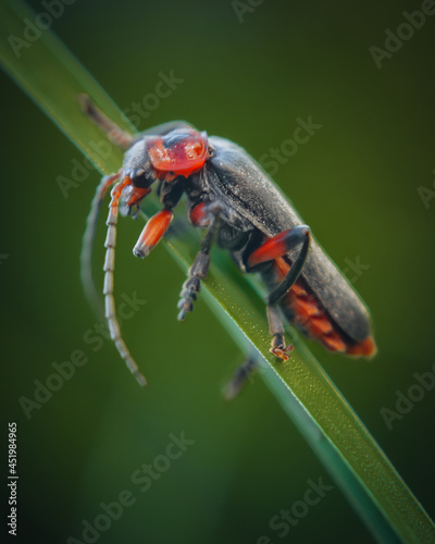 Vertical macro shot of the insect with big red eyes perched on a plant. photo