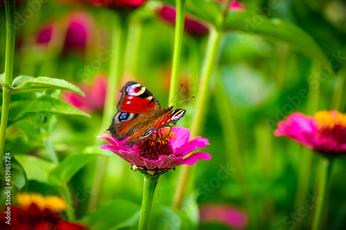 Peacock butterfly on pink flower