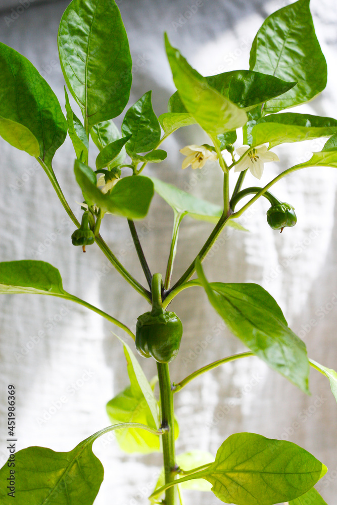 Paprikablüte - Eine Paprikapflanze blüht und hat erste kleine Früchte. Gemüse selber ziehen und ernten