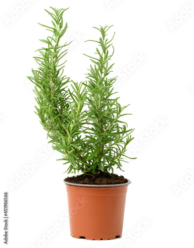 growing rosemary bush in brown plastic pot, spice isolated on white background